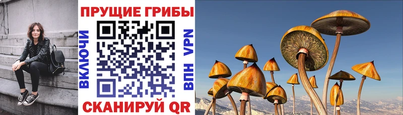 Псилоцибиновые грибы Magic Shrooms  Сунжа 